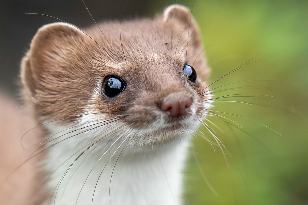 北海道のかわいい動物たち 　エゾオコジョ②