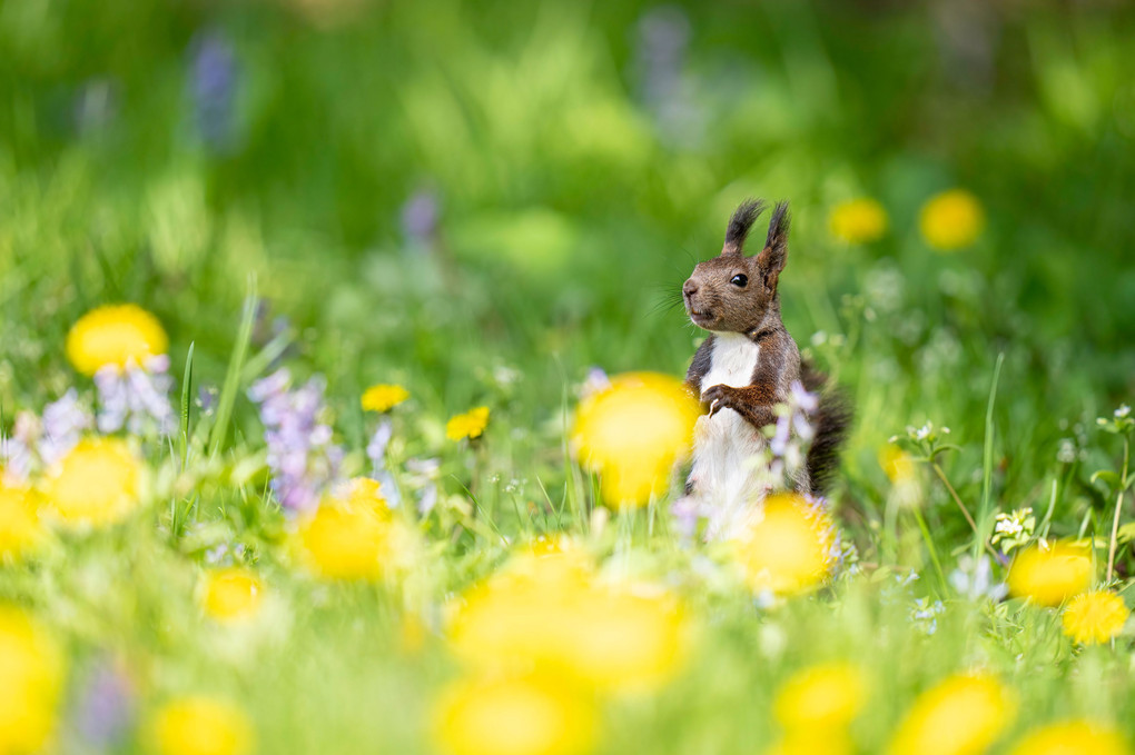 北海道のかわいい動物たち 　エゾリス　花畑にひょっこり