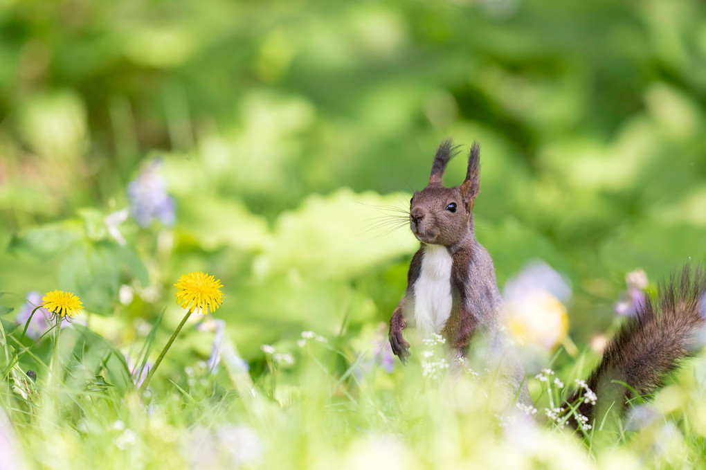 北海道のかわいい動物たち 　エゾリス　花畑にひょっこり
