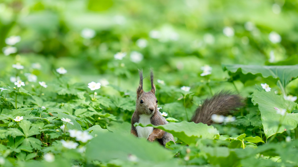 北海道のかわいい動物たち 　エゾリス　花畑にひょっこり