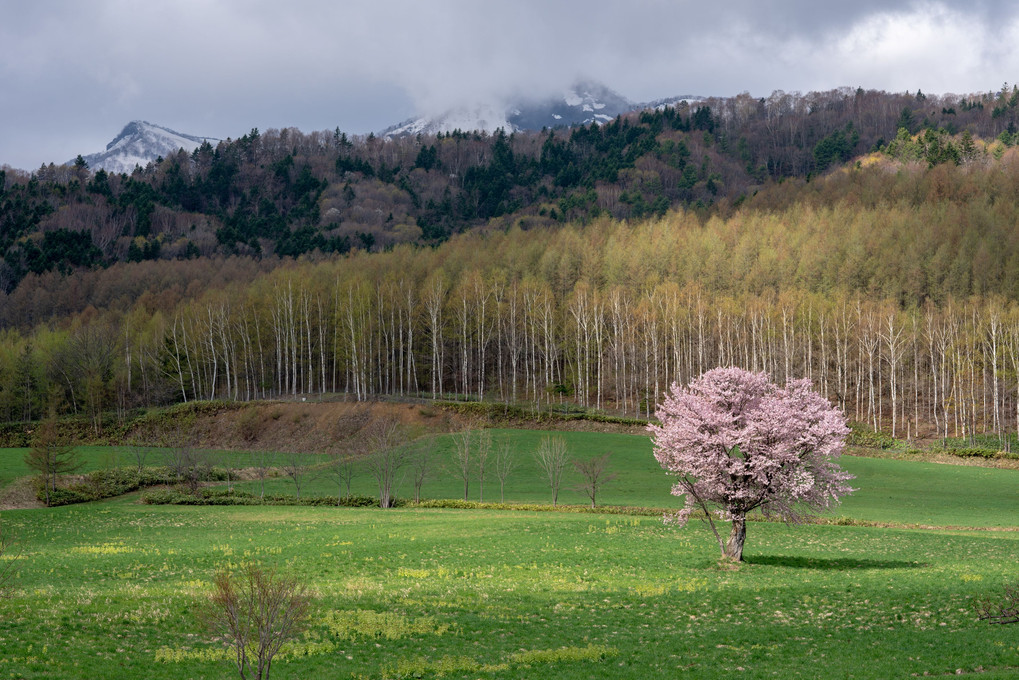 富良野の一本桜