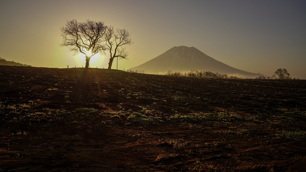 朝   双子のサクランボの木と羊蹄山