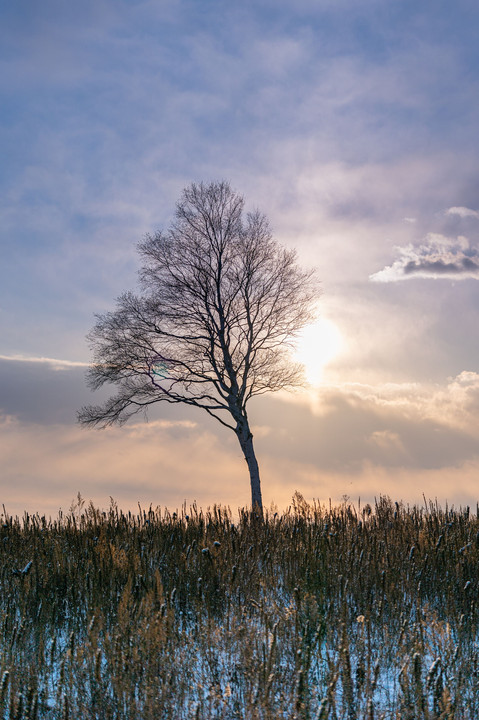 2019　冬至の朝　一本の木