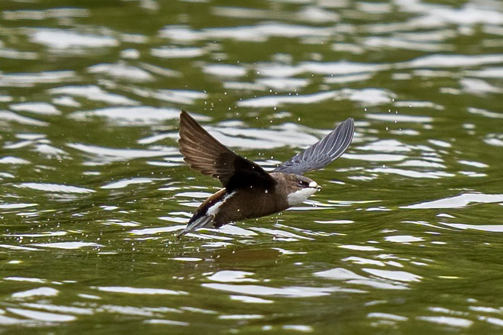 水平飛行で世界一速い鳥　ハリオアマツバメの給水