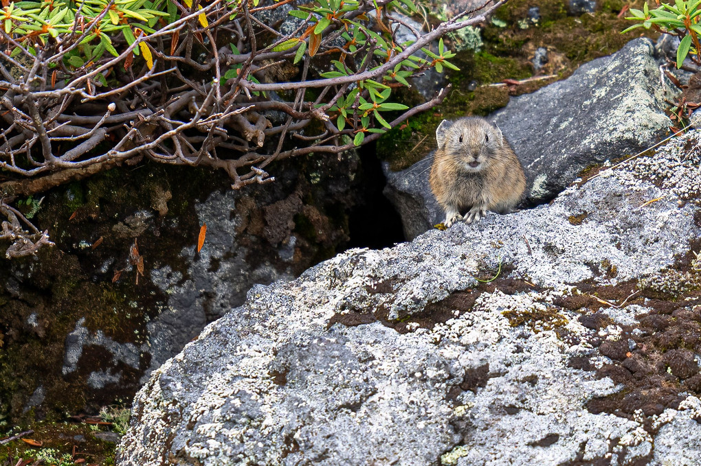 北海道かわいい動物 ナキウサギ⑤  かわいい10カット　