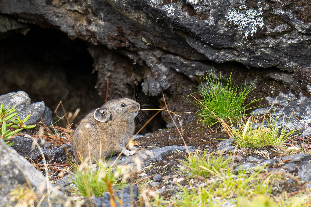 北海道かわいい動物 ナキウサギ⑤  かわいい10カット　