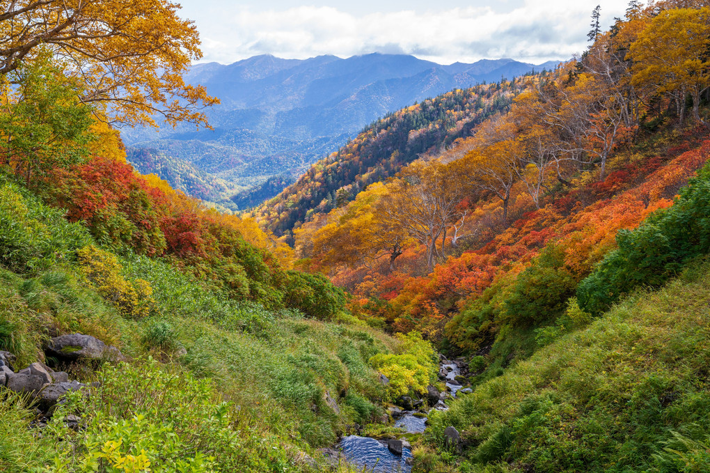 北海道かわいい動物　ナキウサギ⑦  紅葉