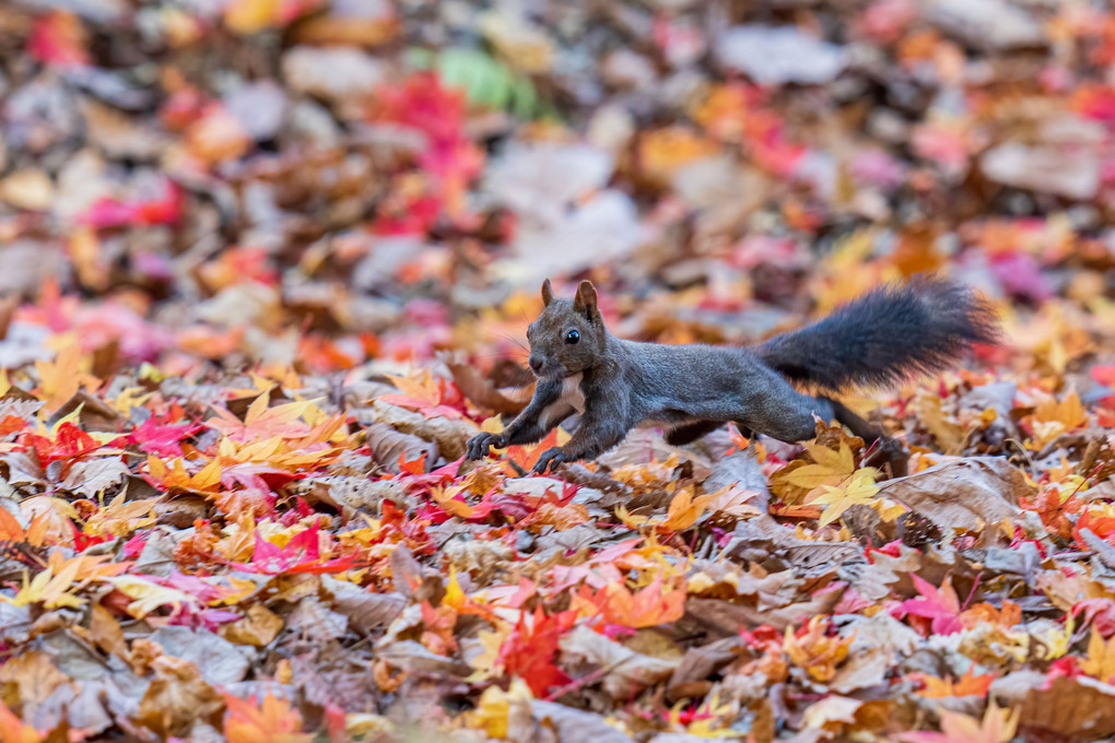 北海道のかわいい動物たち 秋色エゾリー colorful 10photos