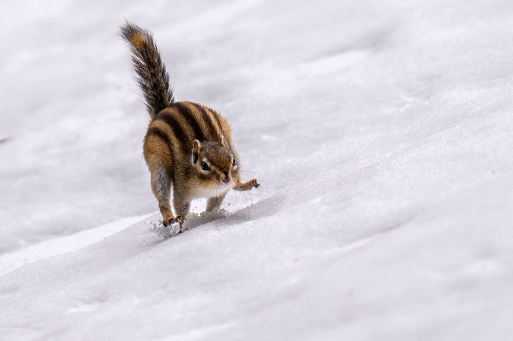 北海道のかわいい動物たち 　シマリス　走る。