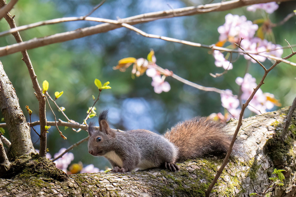 北海道のかわいい動物たち 　エゾリス　桜満開