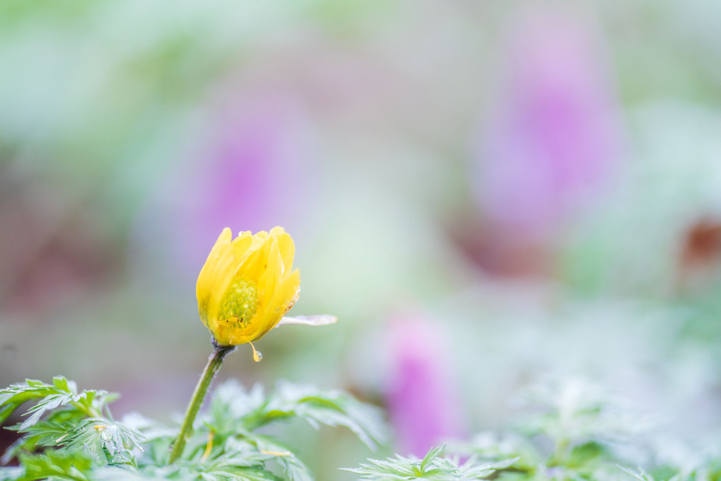 北海道のかわいい動物たち 　エゾリス　花畑にひょっこり