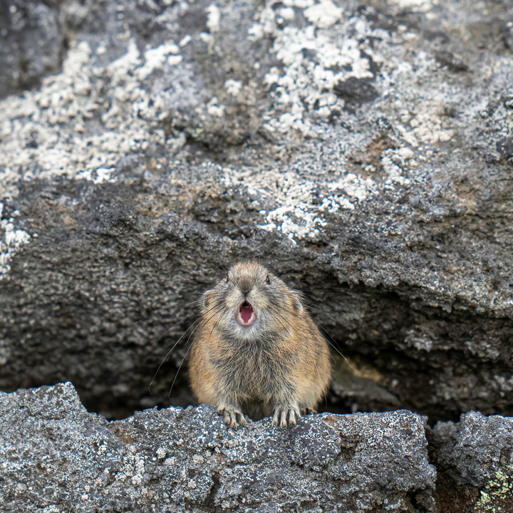 北海道のかわいい動物たち 　エゾナキウサギ　子ナッキー②