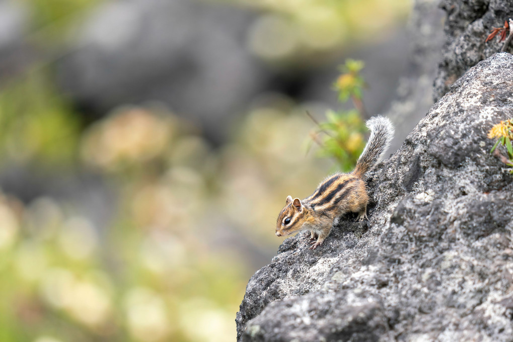 北海道のかわいい動物たち 　山のエゾシマリス