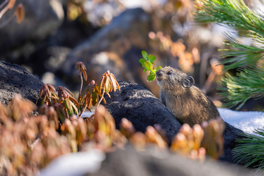 北海道のかわいい動物たち 　エゾナキウサギ