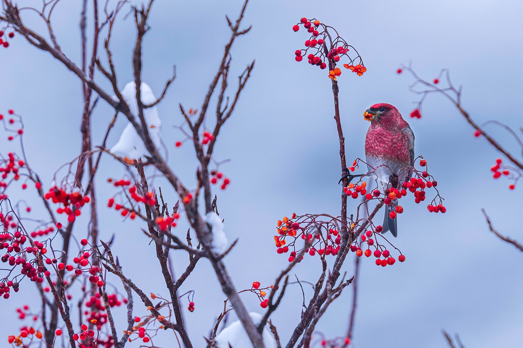 北海道のかわいい動物たち 　野鳥　
