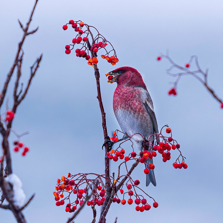 北海道のかわいい動物たち 　野鳥　