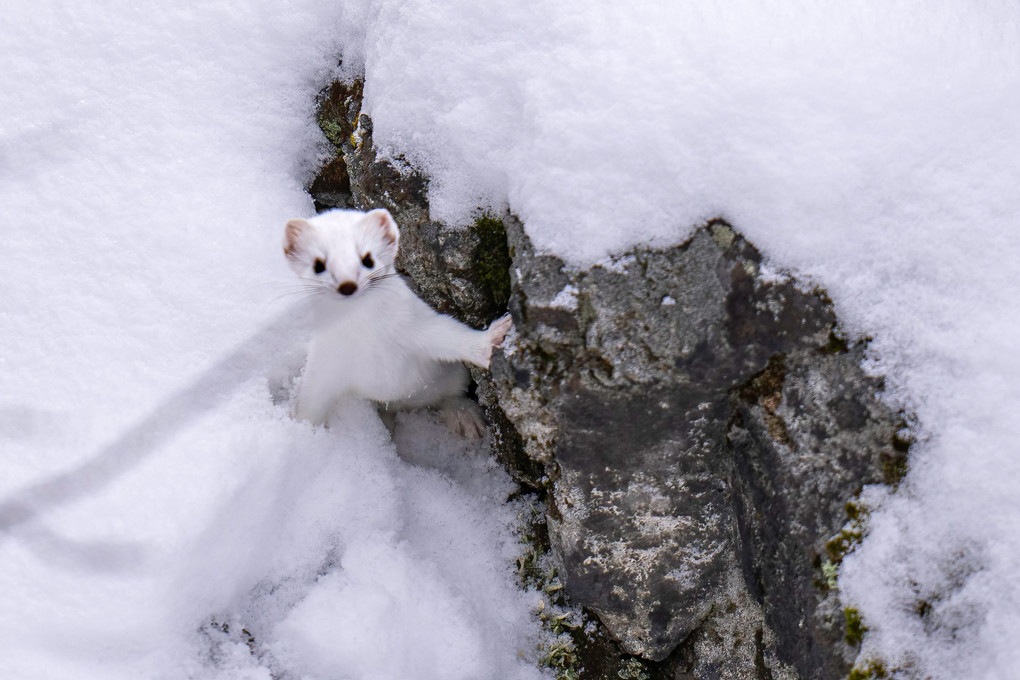 北海道のかわいい動物たち 　山の妖精　真っ白エゾオコジョ　
