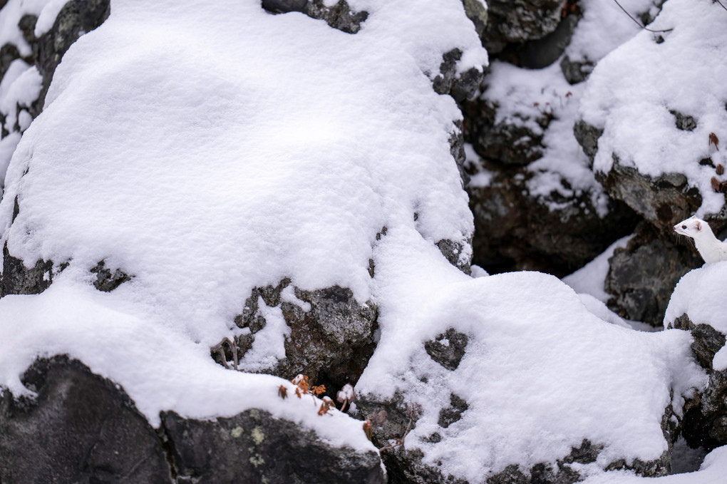 北海道のかわいい動物たち 　山の妖精　真っ白エゾオコジョ　