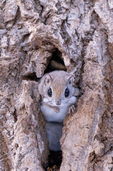 北海道のかわいい動物たち エゾモモンガ　１、２、３串団子 !!!