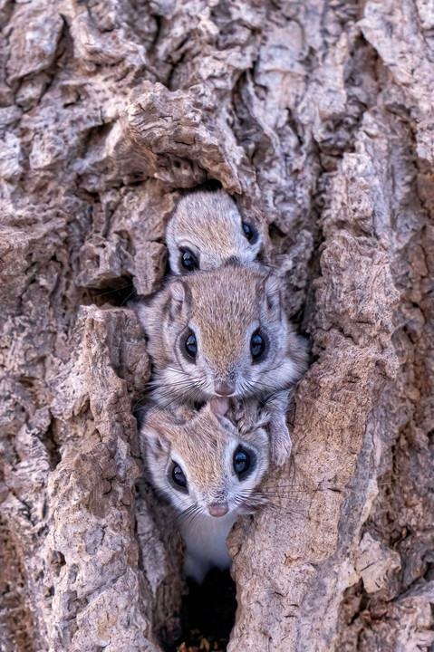 北海道のかわいい動物たち エゾモモンガ　１、２、３串団子 !!!