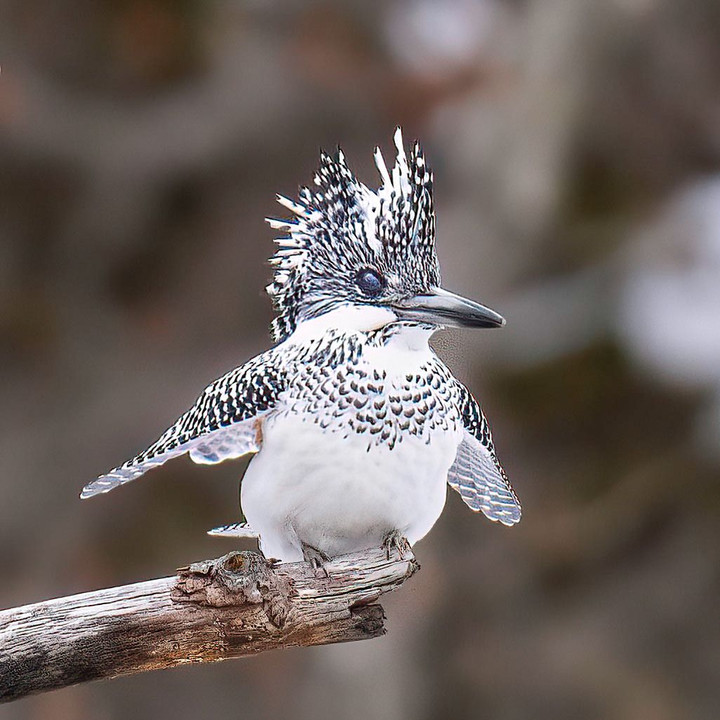北海道のかわいい動物たち 　野鳥