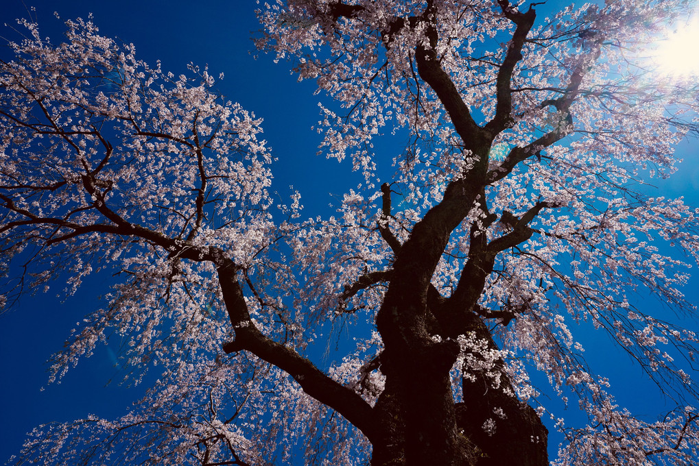富士と桜とハーレーと⁉️