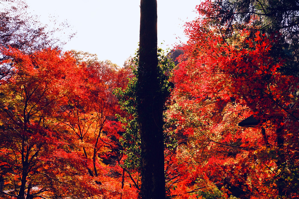 紅葉にまみれて(高尾山)