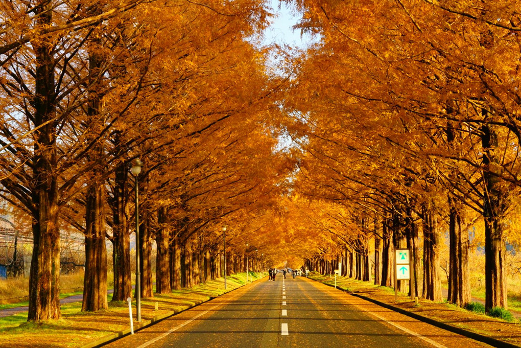 秋晴れの並木道へ