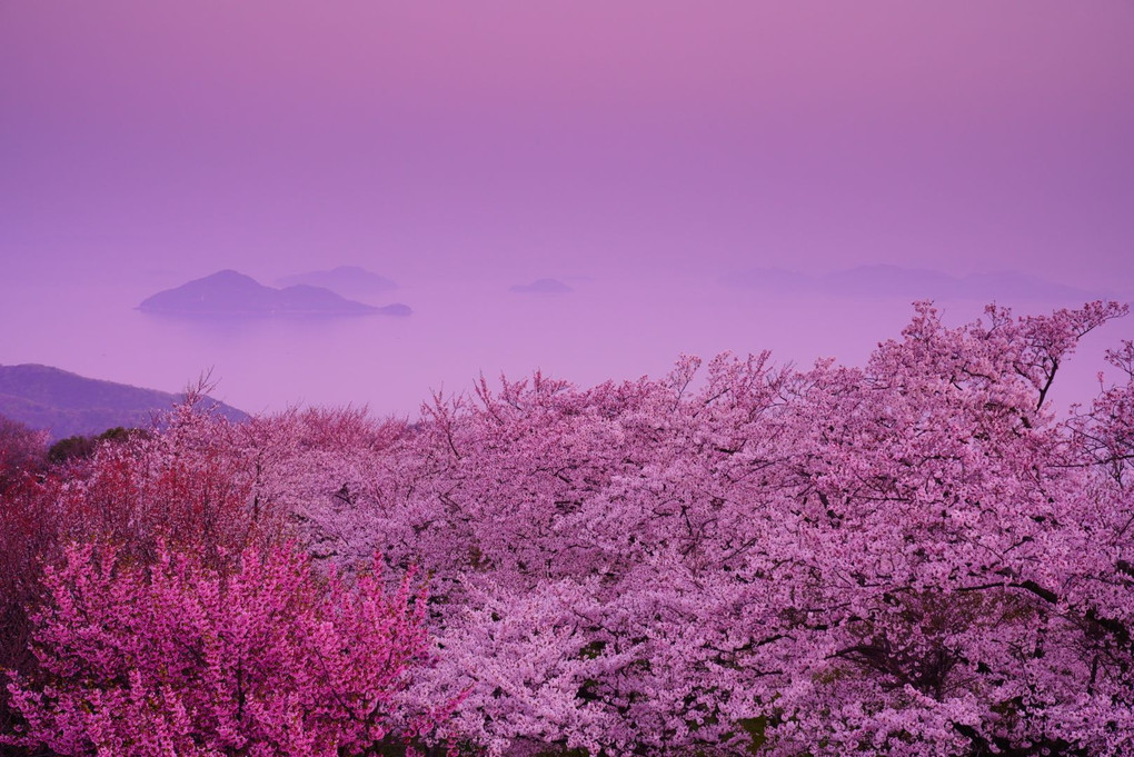 春朝～紫雲出山～