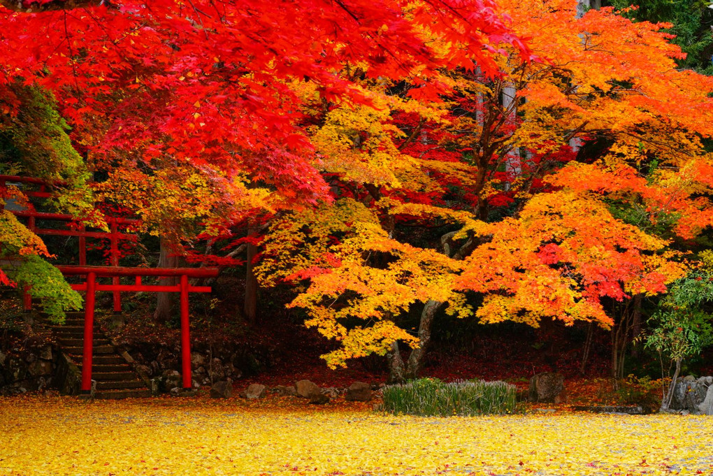 入選御礼　第104マンスリーフォトコンテスト「紅葉舞台」