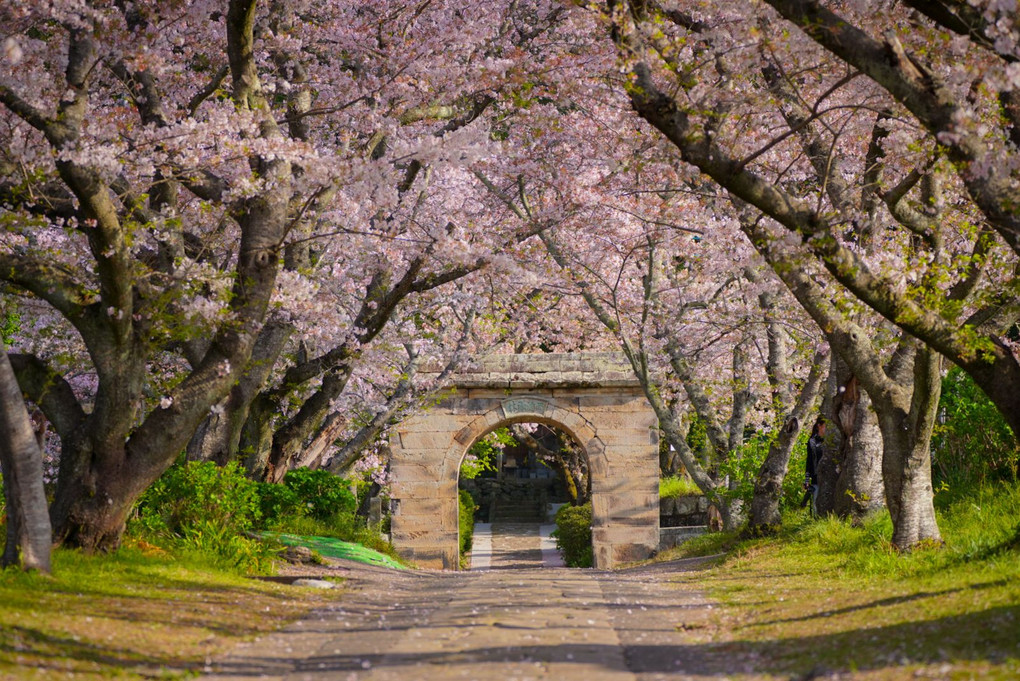 円応寺の桜
