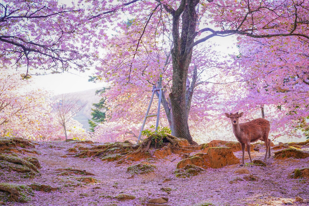 桜源郷