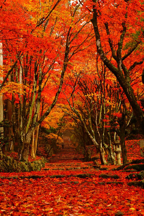 奥びわこの神秘 鶏足寺の赤紅葉