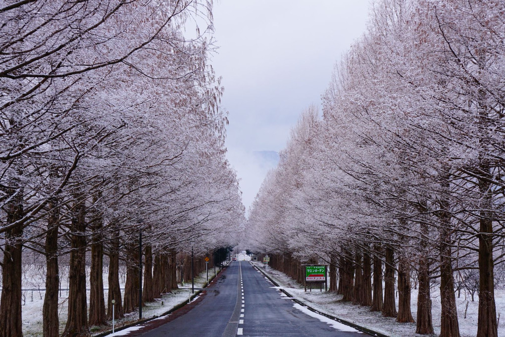 冬の並木道