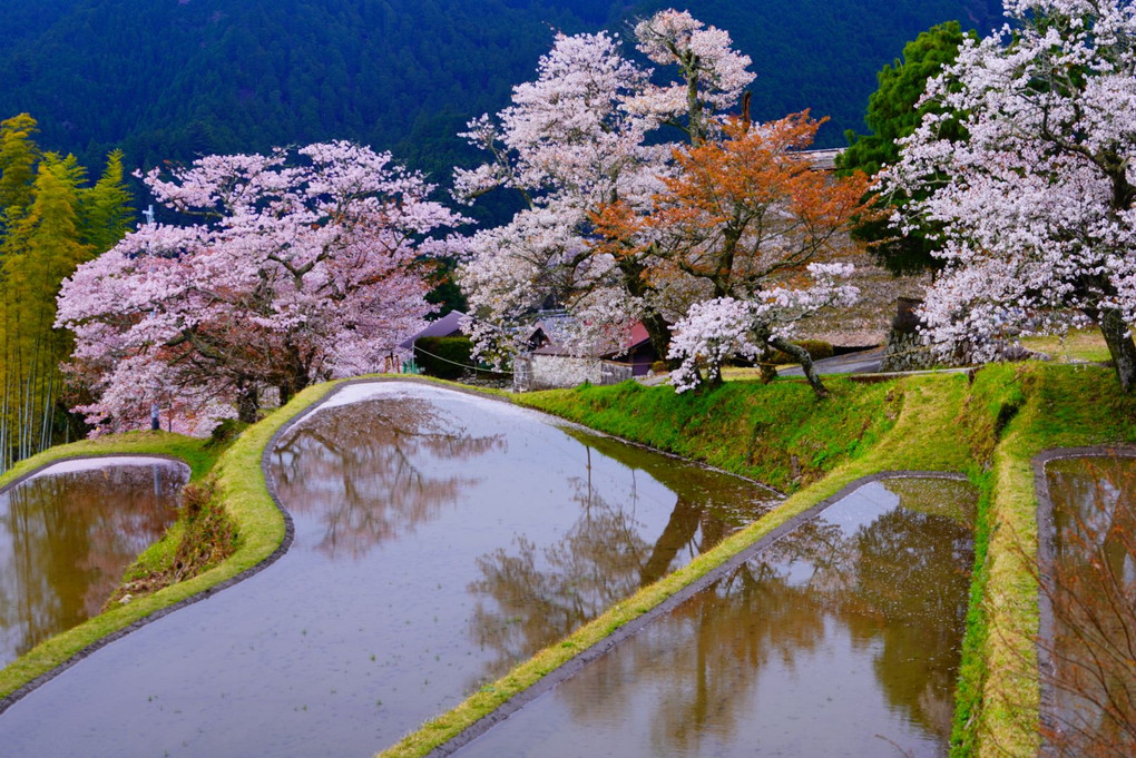 三多気の桜