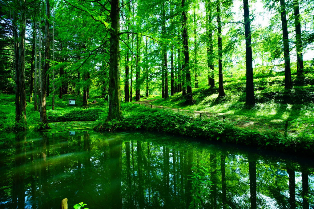 緑輝く池