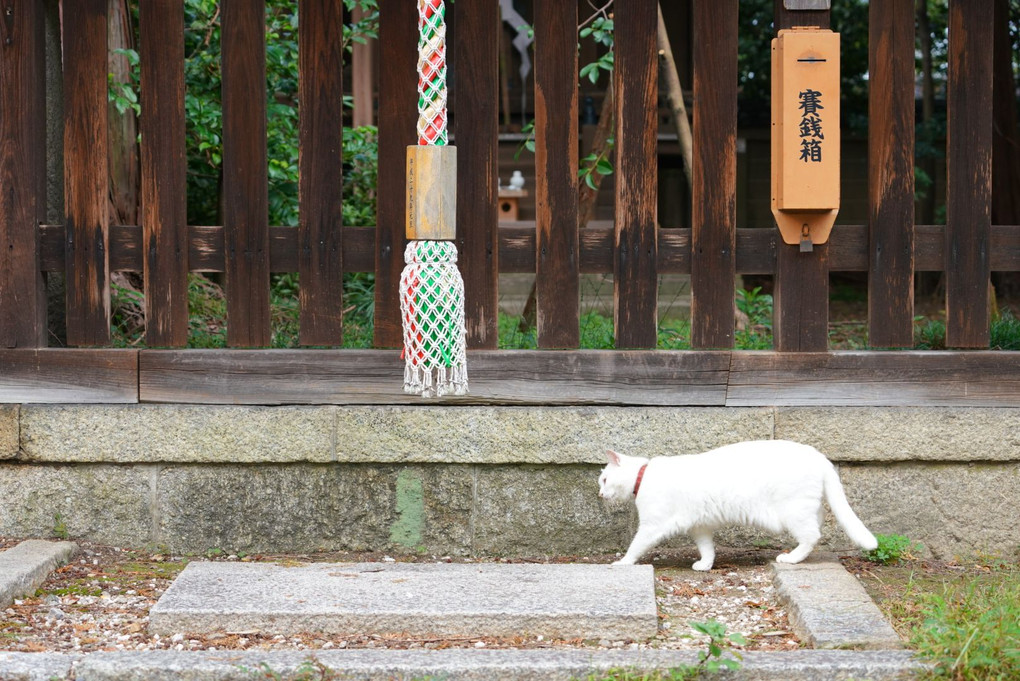 京のねこづくし