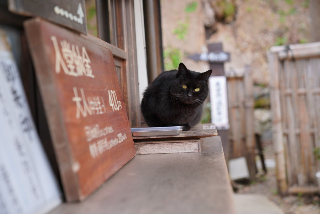 ネコ歩き ～京都 浄瑠璃寺～