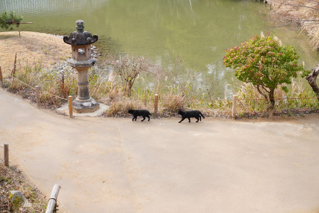 ネコ歩き ～京都 浄瑠璃寺～