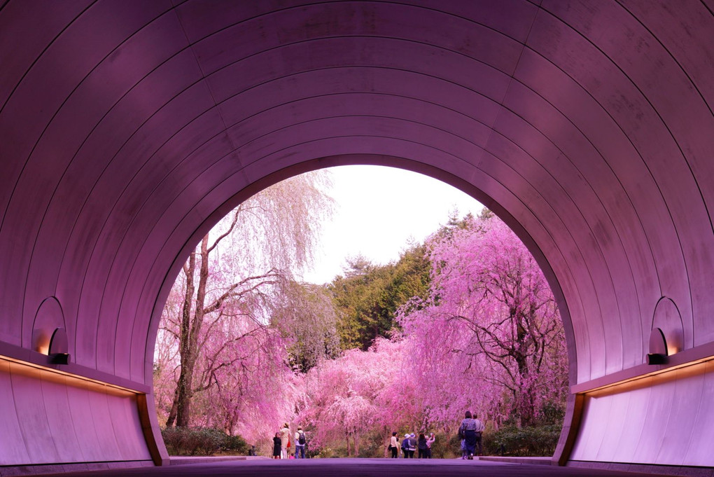 桜トンネル通過中♪