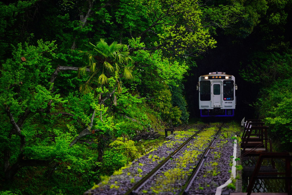 新緑のトンネルを抜けて　#松浦鉄道#