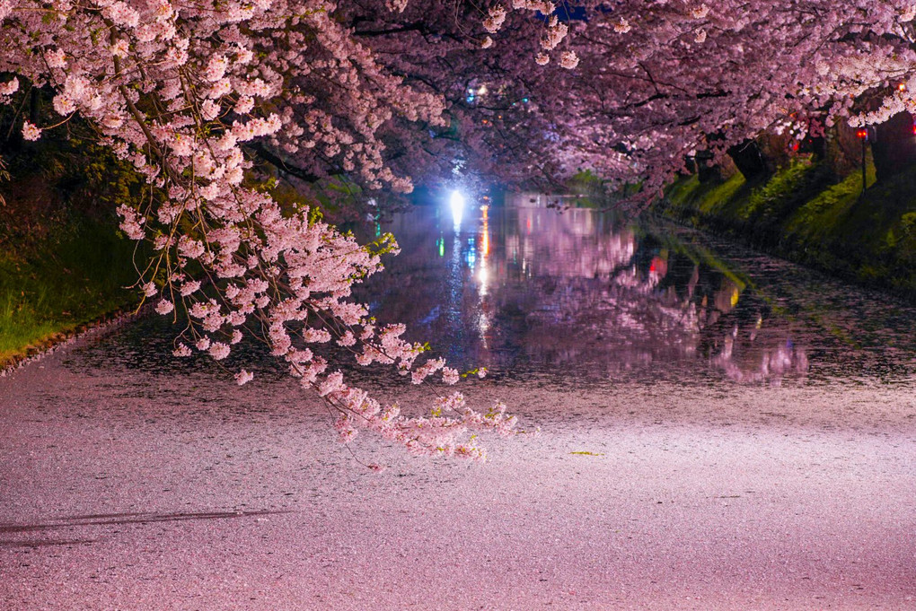 桜旅〜弘前公園の桜〜