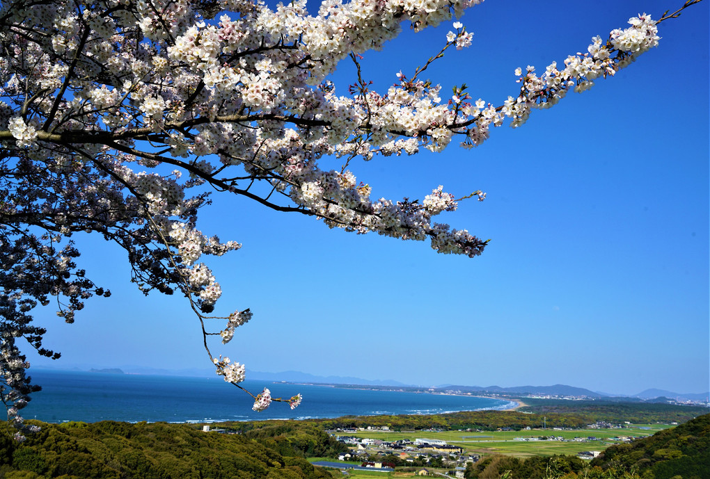 お気に入りの春　三里松原海岸