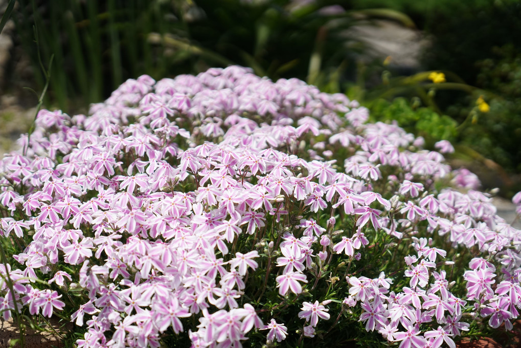 GWの芝桜