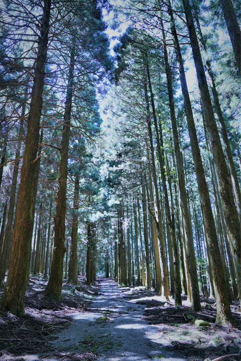 英彦山の森