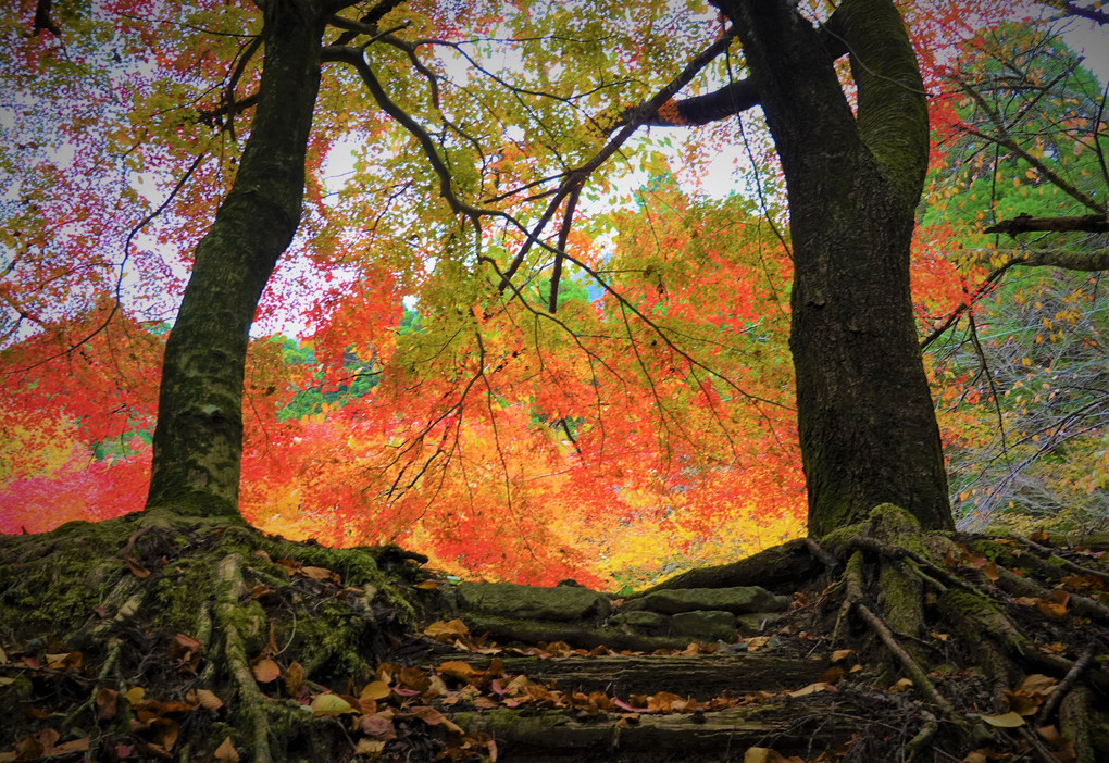 英彦山紅葉