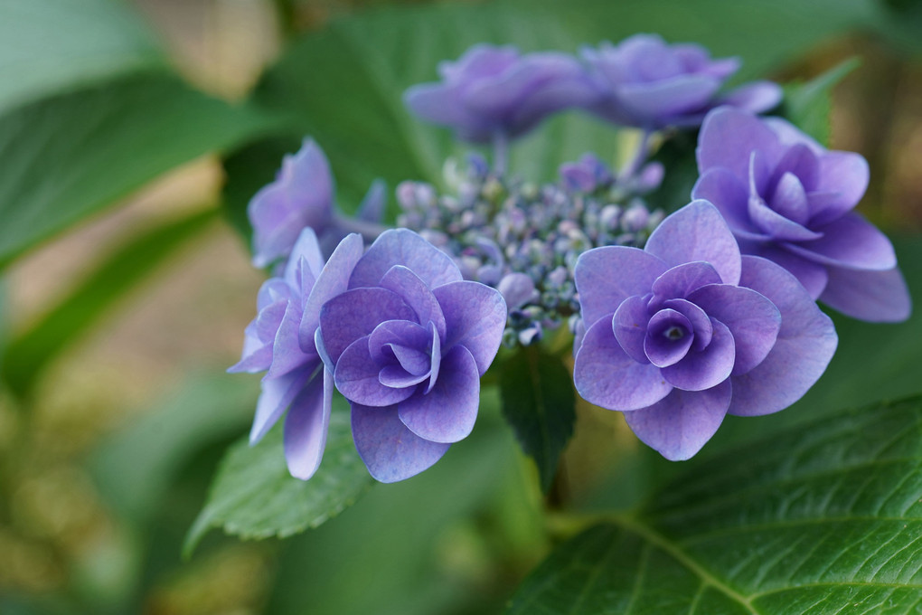 青薔薇のような紫陽花！
