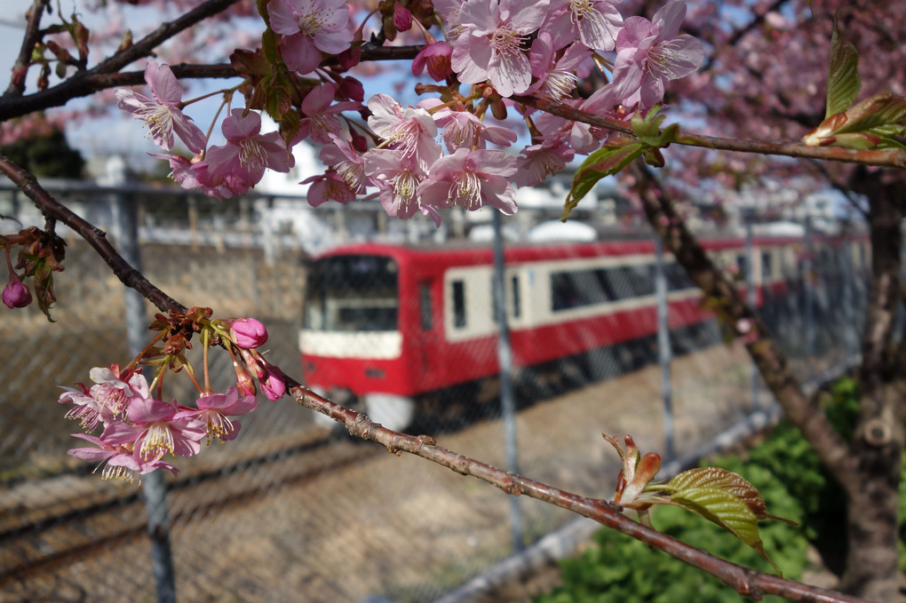 河津桜と電車！