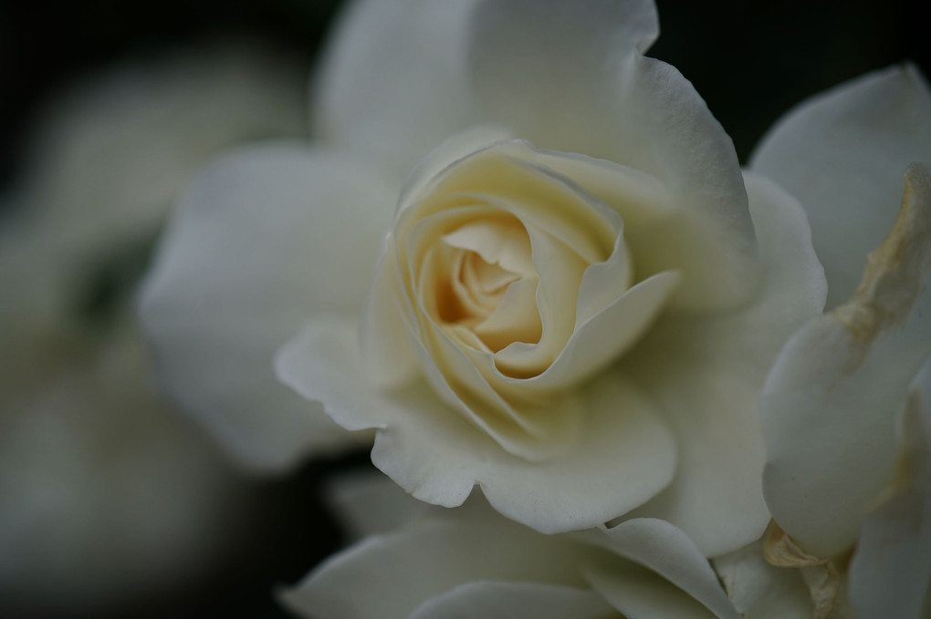 白薔薇！