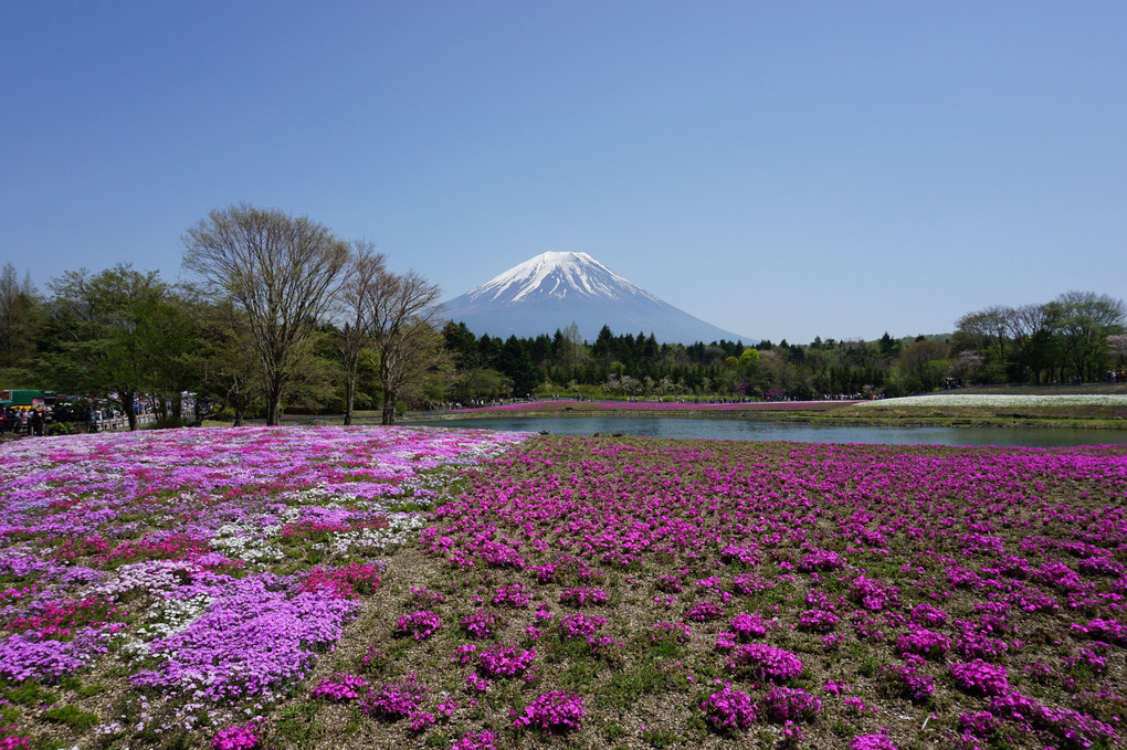 芝桜と富士山！